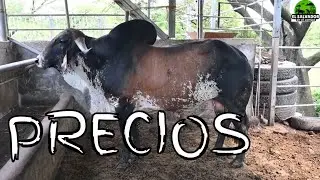 Gyr Holstein Brahman Precios incluidos en Ganaderia GS-El Salvador en el Campo