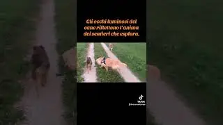 Gli occhi luminosi del cane riflettono l&rsquo;anima dei sentieri che esplora. #canifelici #vacanze4zampe