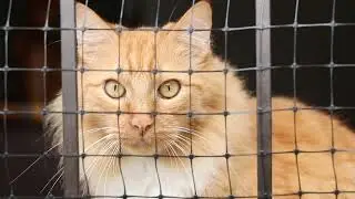 Animal cute cat and dog animal cc Ute cat training cute dog cat best cat food funny dogs funny cata
