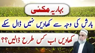 How to use fertilizers in spring Maize after Rain || Crop Reformer