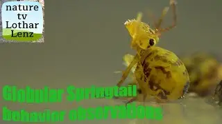 Globular Springtail behavior. Kugelspringer Verhalten