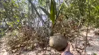 Invasive Coconut Palms of Florida