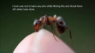 Red Ant Bite in Ultra Closeup