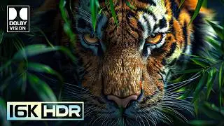 Fantastic Dolby Vision 16K HDR ULTRA HD 120FPS (4K/8K Video TV)