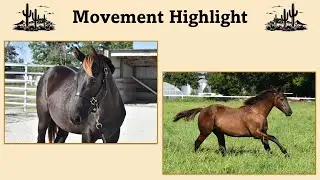 FOR SALE: MU Suits N Tails - 2024 Appendix AQHA Gelding - Movement Highlight