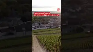 Пошлины Трампа: французские производители вина и спиртных напитков оценили потери в 800 млн евро