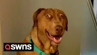 Meet the dog who looks PERMANENTLY SUPRISED | SWNS