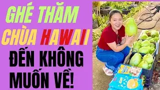 Ghé thăm chùa ở Hawaii - Vườn cây trái quá lớn, không muốn về #cuocsongmy ,#cuộcsốngmỹ