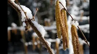 🌿Como hacer esqueje o estaquillado de avellano(Corylus avellana)🌿.