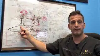 Adrenal Fatigue, Genetics, MTHFR and Anxiety