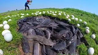 amazing fishing - catching a lot of fish and pick duck egg at grass field by hand skill