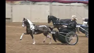 2019 AMHR Nationals country pleasure driving Amateur classes