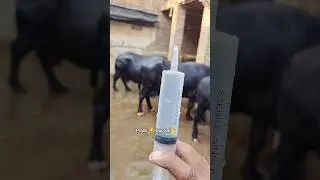 Buffalo K sath prank😂Dar Gai🤭 #punjabimusic#prank #pranks #shortvideo #buffalo #bull #viral #reels