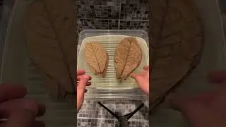 Feuille de CATAPPA