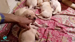 Labrador puppies day 15