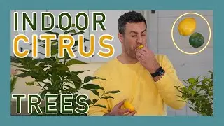 Indoor Citrus Trees In Containers. How-To + Set-Up for Citrus Houseplants #Houseplants #CitrusTrees