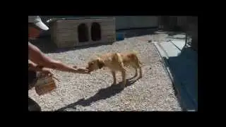 RAMBO nimmt sich Mut - Tierheim Si&oacute;fok