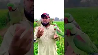 #parrot #talkingparot
