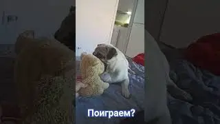 #собака #pug #забавные #животные #собаки #милый #прикол #смешные
