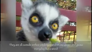 CARE Baby Lemur Rescue - Momo's Story