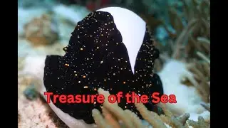 Egg Cowrie, Scuba Diving In Phuket,Thailand