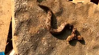 Two-headed snake found in Virginia yard