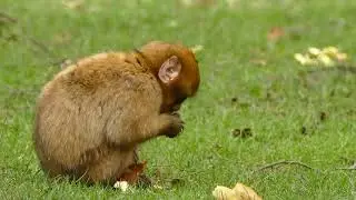 cute baby monkey farts while eating
