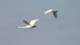 Pibesvane ved Hejres&oslash;en