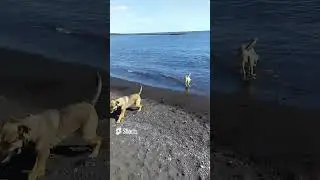 #playa para perros #perros #tenerife