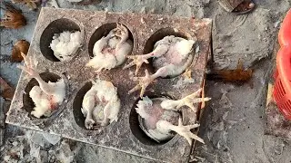 Superfast Boiler Chicken Cutting Skills At Roadside Chicken Market | Boiler Dressing Skills