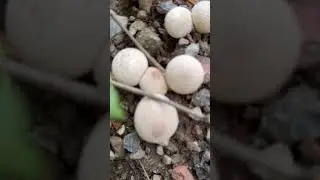 Mushroom Identification Request: Unknown Fungi in the Forest. #fungiidentification #mushroom #funny