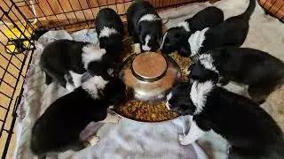 Black and white border collie puppies for sale - Ellie's litter
