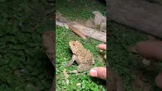 Funny frogs Catching | Wep wep catchingfrogs funny |boing catch fr