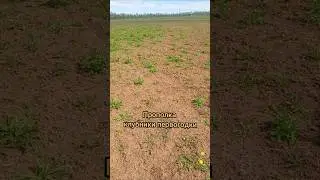 Начало сезона 2025. Первогодка Азия #клубника #башкортостан #rek #trend