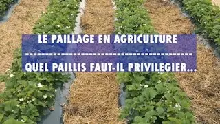 LE PAILLAGE EN AGRICULTURE: Quel paillis faut-il privilegier?