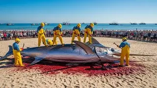 Making $10 Million from 200 Giant Swordfish - Extreme Deep-Sea Longline Operation