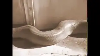 Uyh