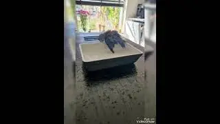 Do you want to see your favorite YouTube bird floating?!