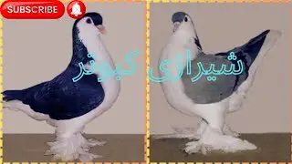 Shistru Pigions|white Pigion #blackpigeon|shirazi Pigions|Pigion Mating|Pigion chicks|#shortsyoutube