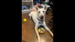 The Simpsons and Mardi Gras BarkBox Super Chewer Unboxing January 2024