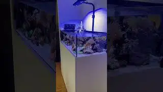 Paradise Island 🔱 Shallow Reef Tank 🌊