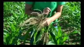 Симптомы кукурузной нематоды