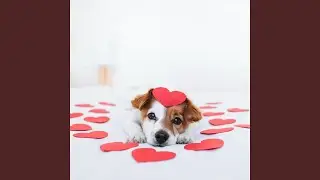 Sweet Stillness in Pet Hearts