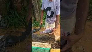 Amazing Cutting Skills Live Big Tilapia Fish #shorts