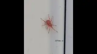 Look!!  It's a tiny red spider like bug!!  I think, it's a Clover Mite!!