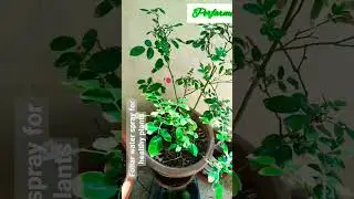 Do you bath your plants?? yes you read it right ✅  sprinkling water everyday ensures good foliar