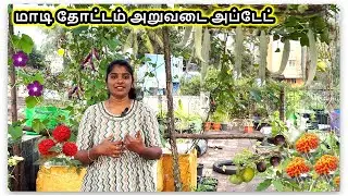 மாடி தோட்டம் அறுவடை அப்டேட் | Terrace Garden Update | Aadi pattam vegetable harvest update
