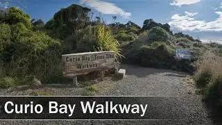 Curio Bay/Tumu Toka Walkway, Catlins, New Zealand | 4K