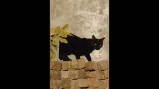 USA YouTube viral cat and kitten playing cute kids short video#france UK NewYork Mexican Canada