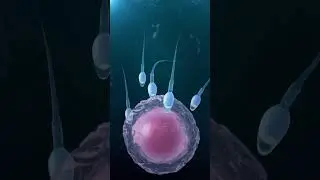 Fertilization 3D animation #sperm #egg  #embryology